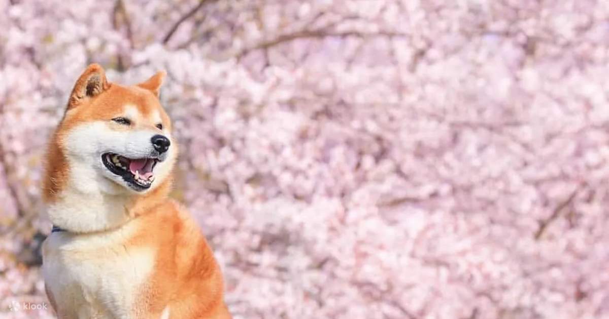 Akita day sales